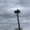 Гнездо аиста на фоне неба. Миграция птиц.