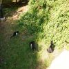 	Маленькие котики вышли на лужайку. Котята вышли вдоволь наесться зеленой сочной травки. Три котенка родились этим летом. На солнечной лужайке играть очень весело всем вместе. Цветочные растения украшают сквозь кустарник всю