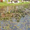Озеро покрыто кувшинками. Лилии заплели все озеро. Плавучие растения бурно пошли в рост в озере с минеральной водой. Корневая система лилий жадно пьет теплую слегка мутную воду. Хорошее место для прогулок на лодке. Маленький пруд.