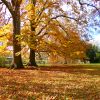 Золотом окрасила осень лес. Территория для прогулок. Осенняя неразбериха в природе.