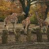 В зоопарке все по-своему, Ограждение из дерева, иассовое мероприятие. Краснодарские жирафы.