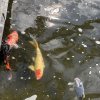 Аквариумные рыбы. Внутренний водоем.
